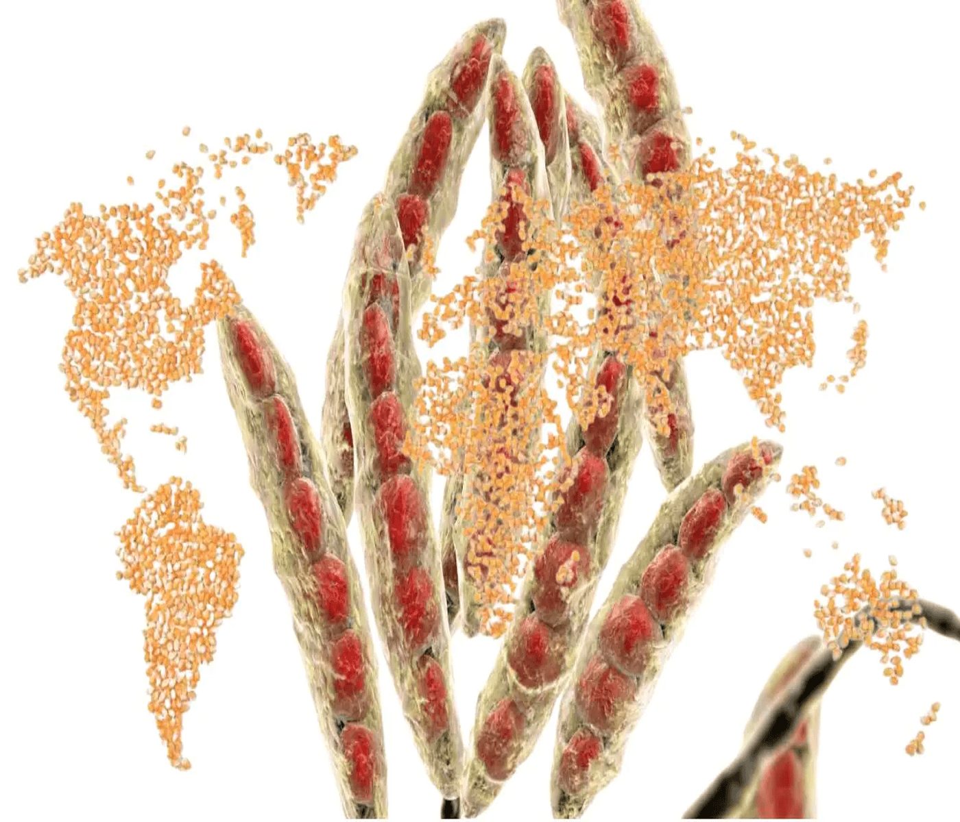 Micotoxinas en el maíz: Europa y LATAM en 2025