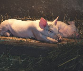 Active Feeding