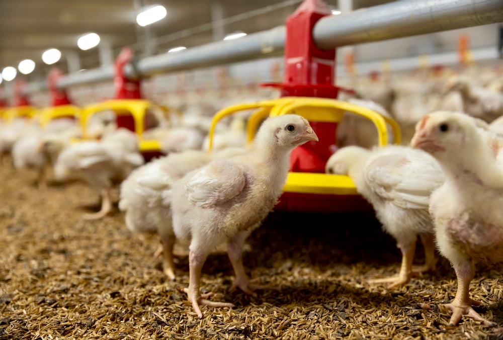 New studies: How targeted nutrition helps poultry producers get more from feed