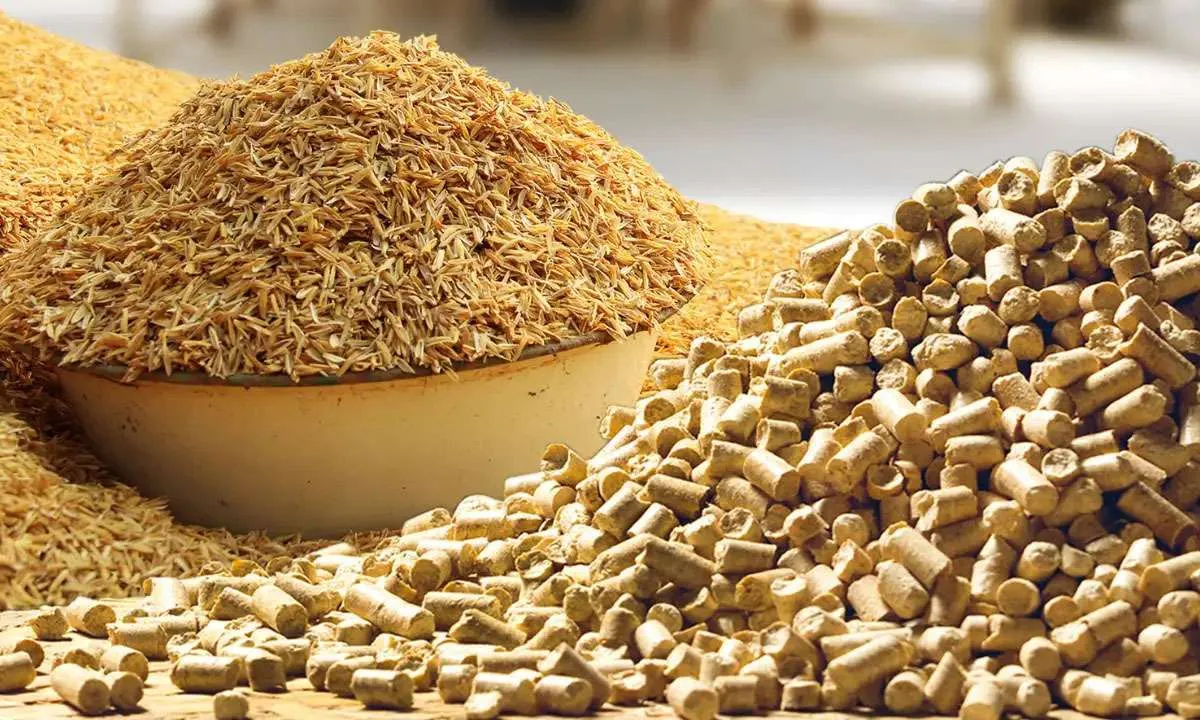 Sustainability: Transforming agricultural biomass into poultry feed