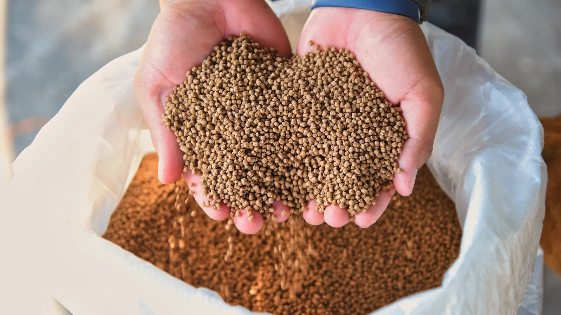 Vietnam’s feed industry strengthens in 2025 on export breakthrough