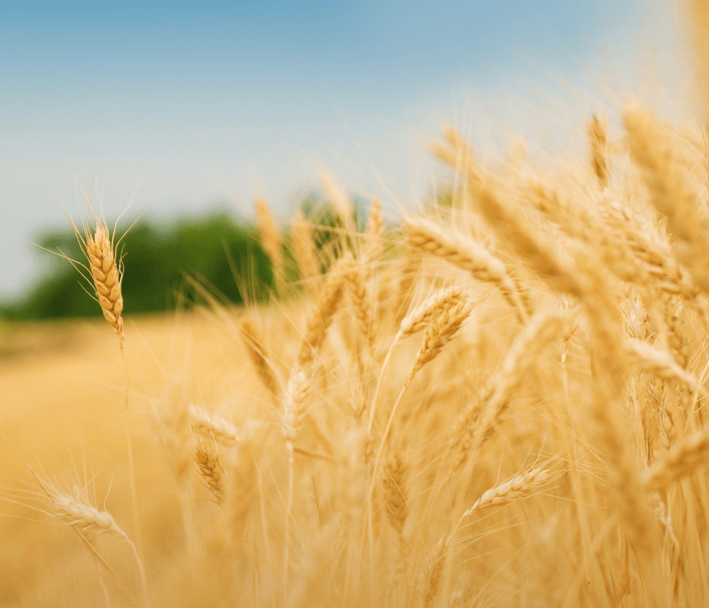 Estabilidad en los precios agrarios de la Lonja de Valladolid y Palencia