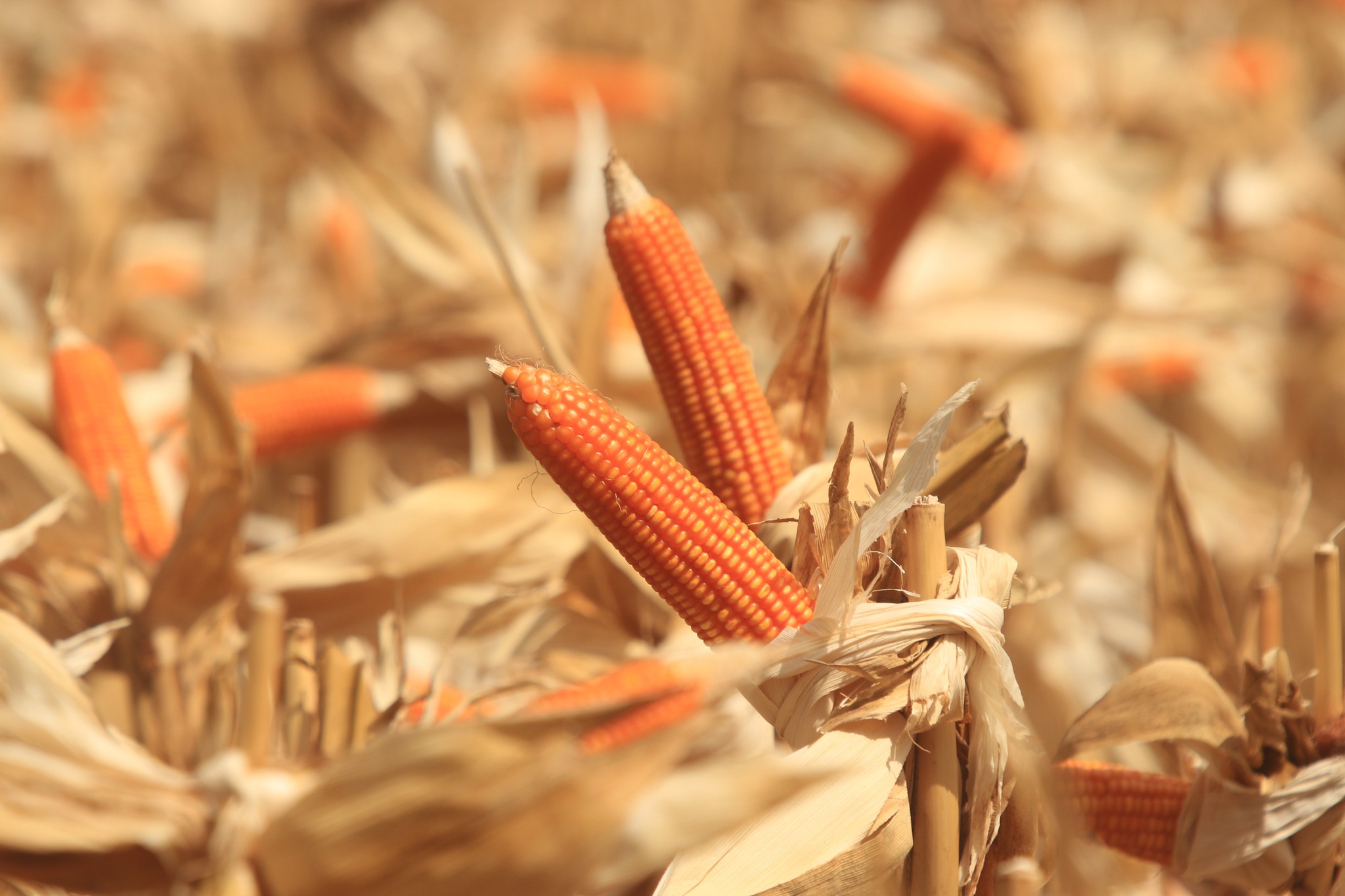 Indonesia’s Gorontalo targets 1.5 million tons of corn in 2026