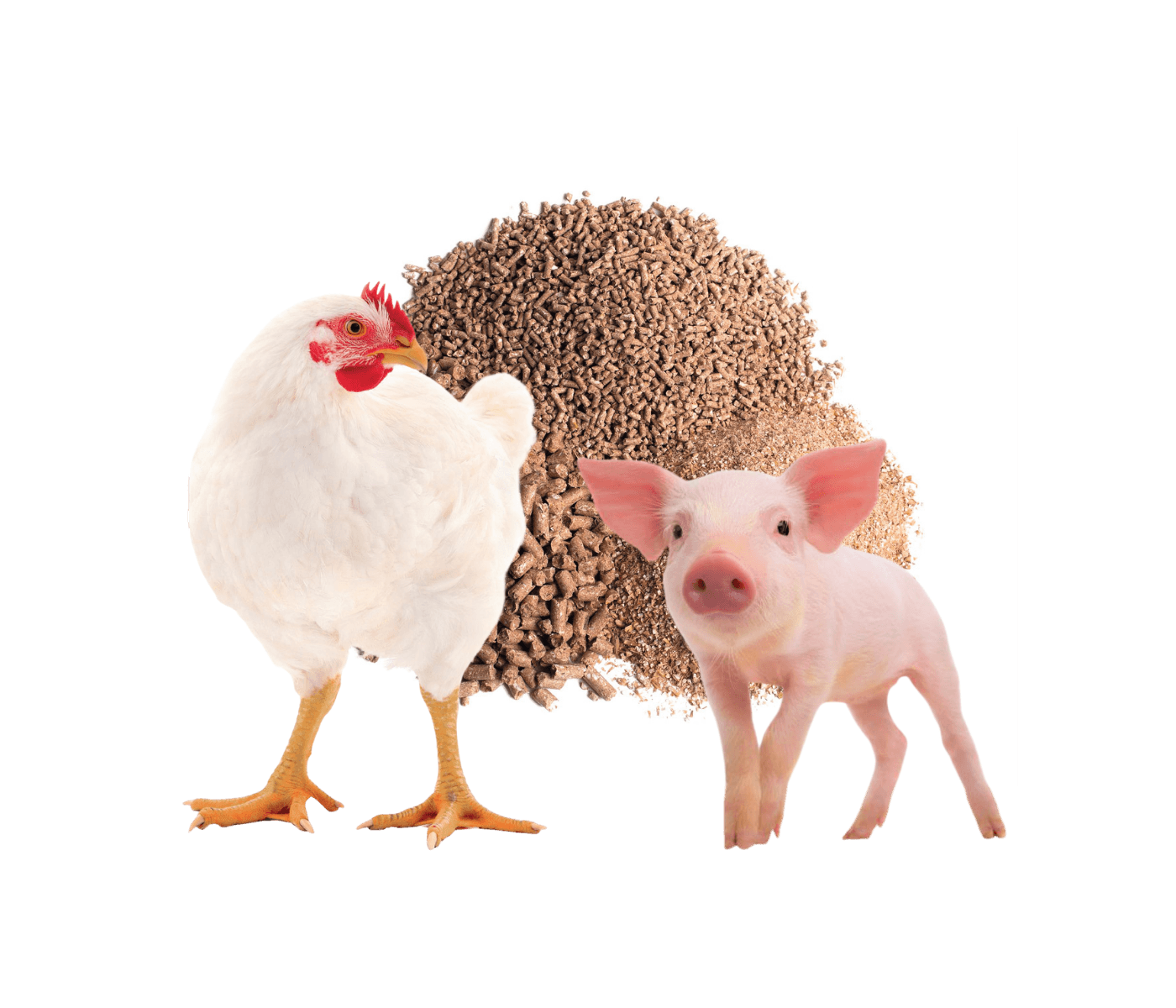 Huvezym ® neXo: nueva enzima para aves y cerdos