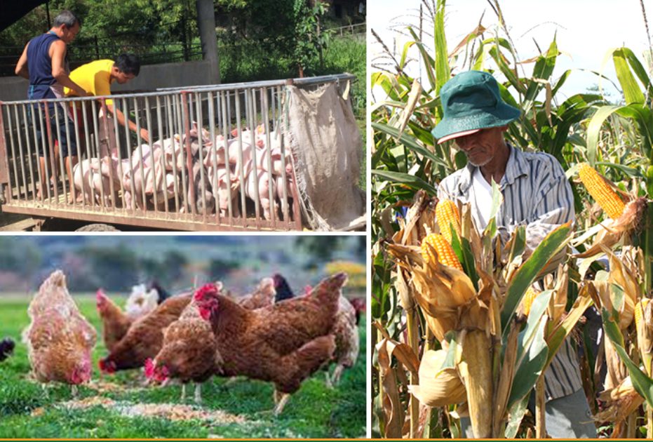 Philippines launches village feed program to cut costs