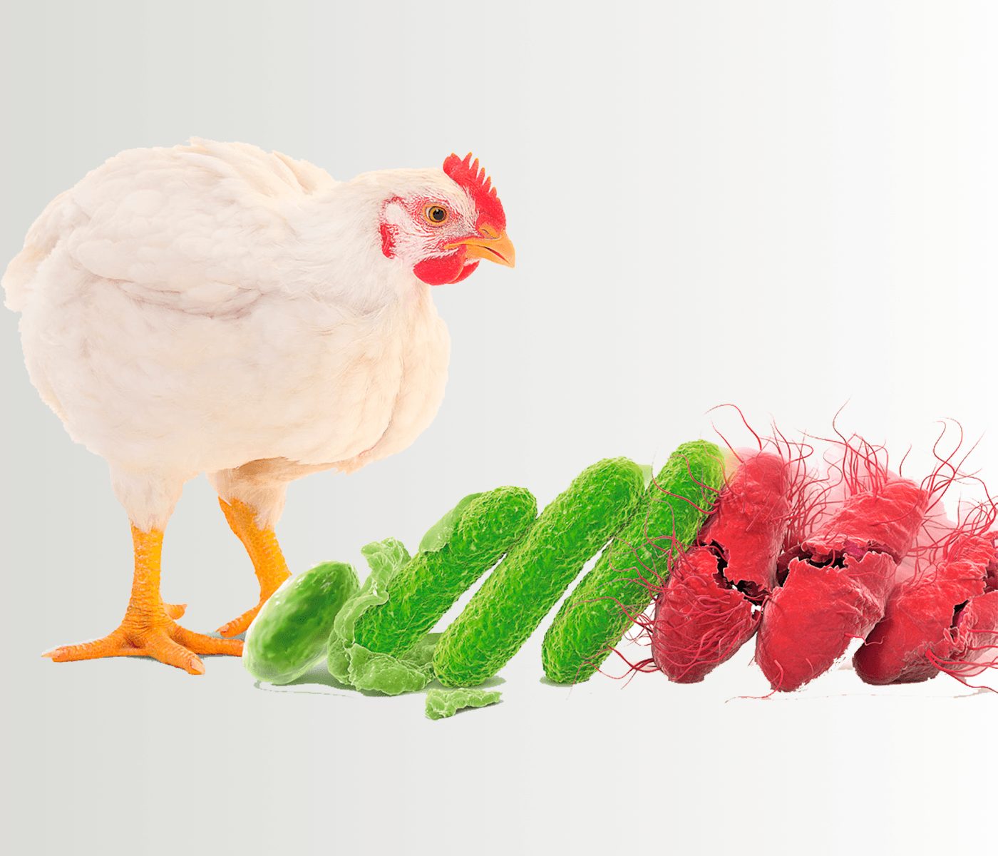 Ecobiol® – Una nueva generación  de rendimiento