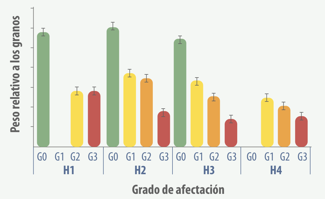 achaparramiento maíz