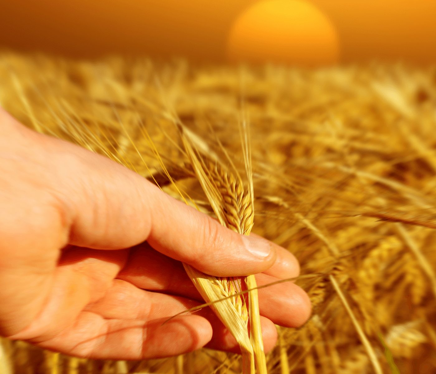 Argentina registra la mayor cosecha histórica de trigo