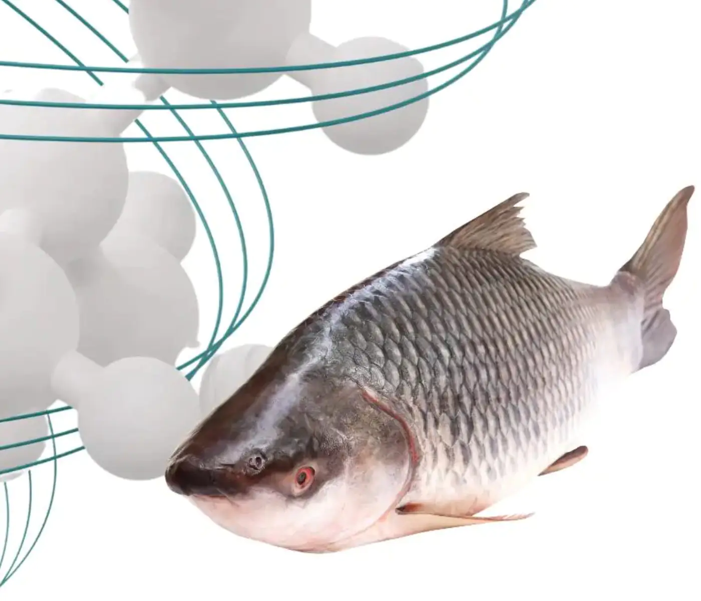 Minerals and bioavailability in aquaculture: why smarter nutrition matters