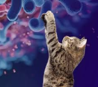 Bacillus