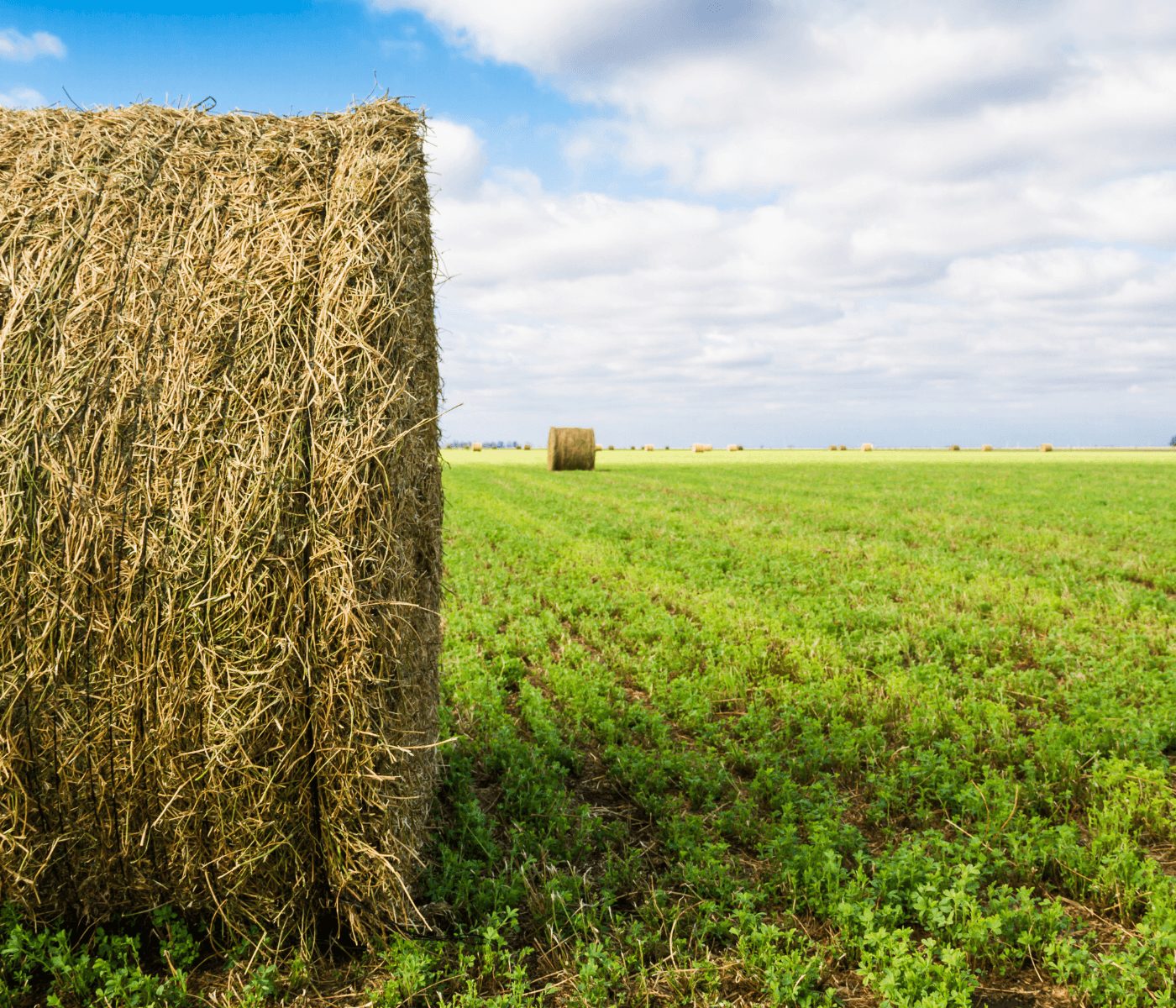 El conflicto en Irán amenaza la exportación española de alfalfa