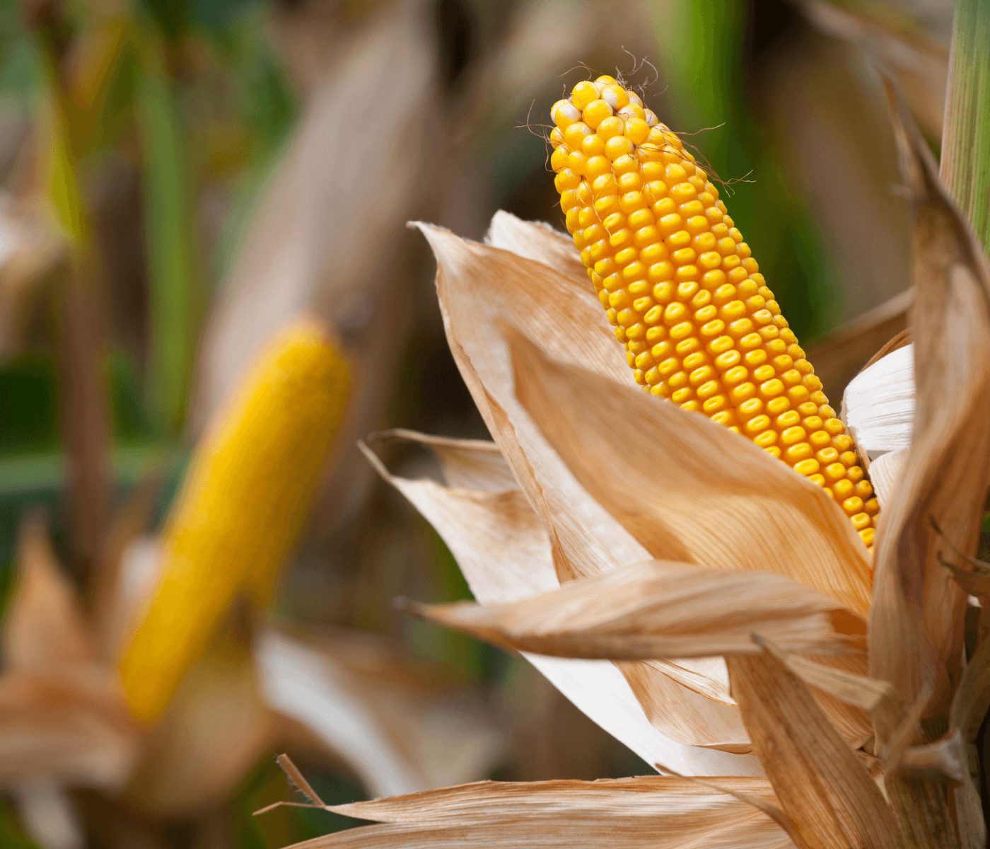 Andalucía inicia la campaña de maíz dulce con innovación agronómica
