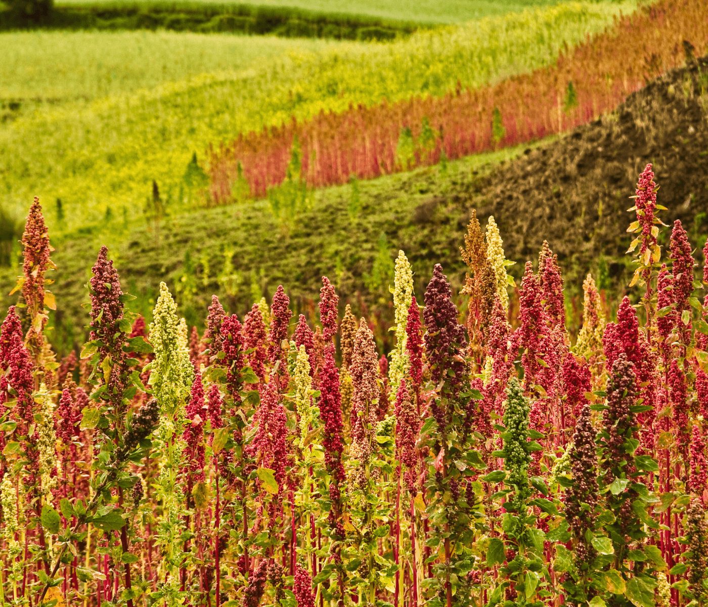 La quinua argentina viaja al espacio para impulsar la agricultura