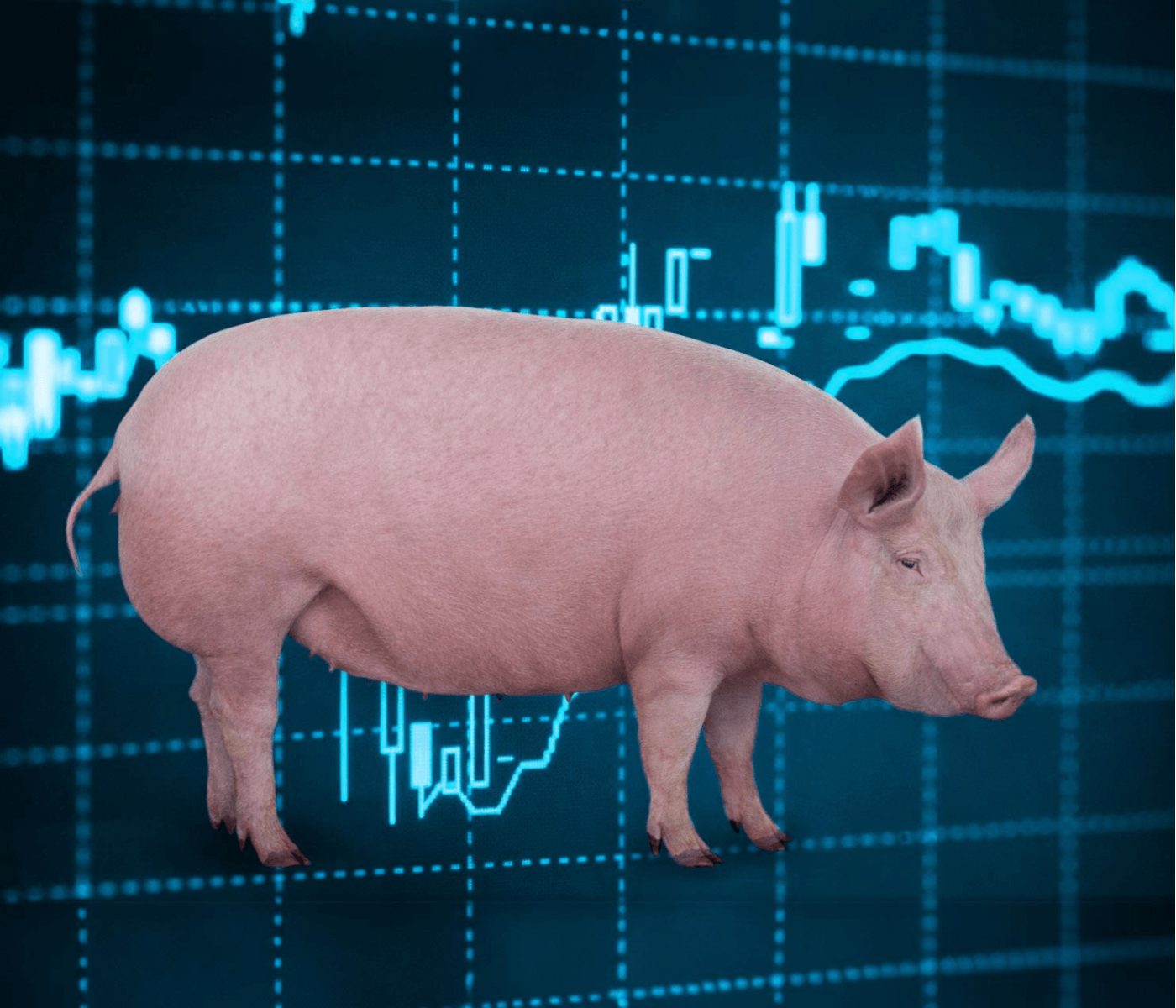 Alimentación adecuada y manejo de la cerda durante la recría, y su impacto en la longevidad