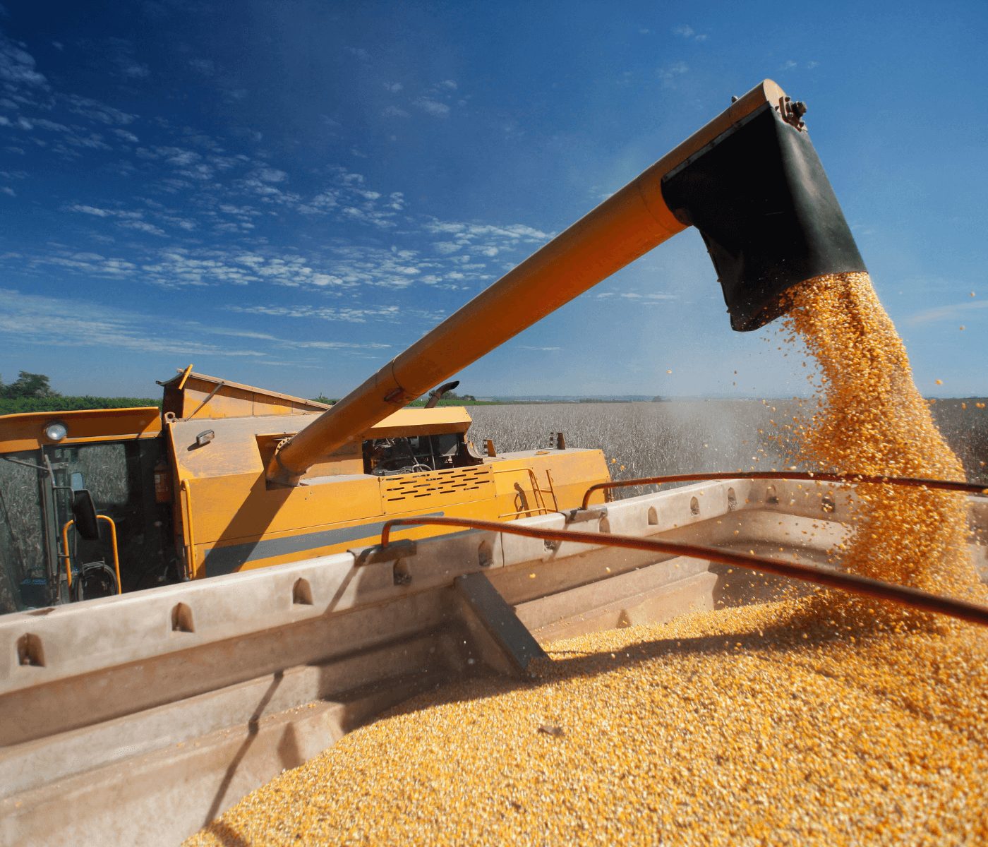 El maíz argentino arranca la campaña 2025/26 con cifras récord