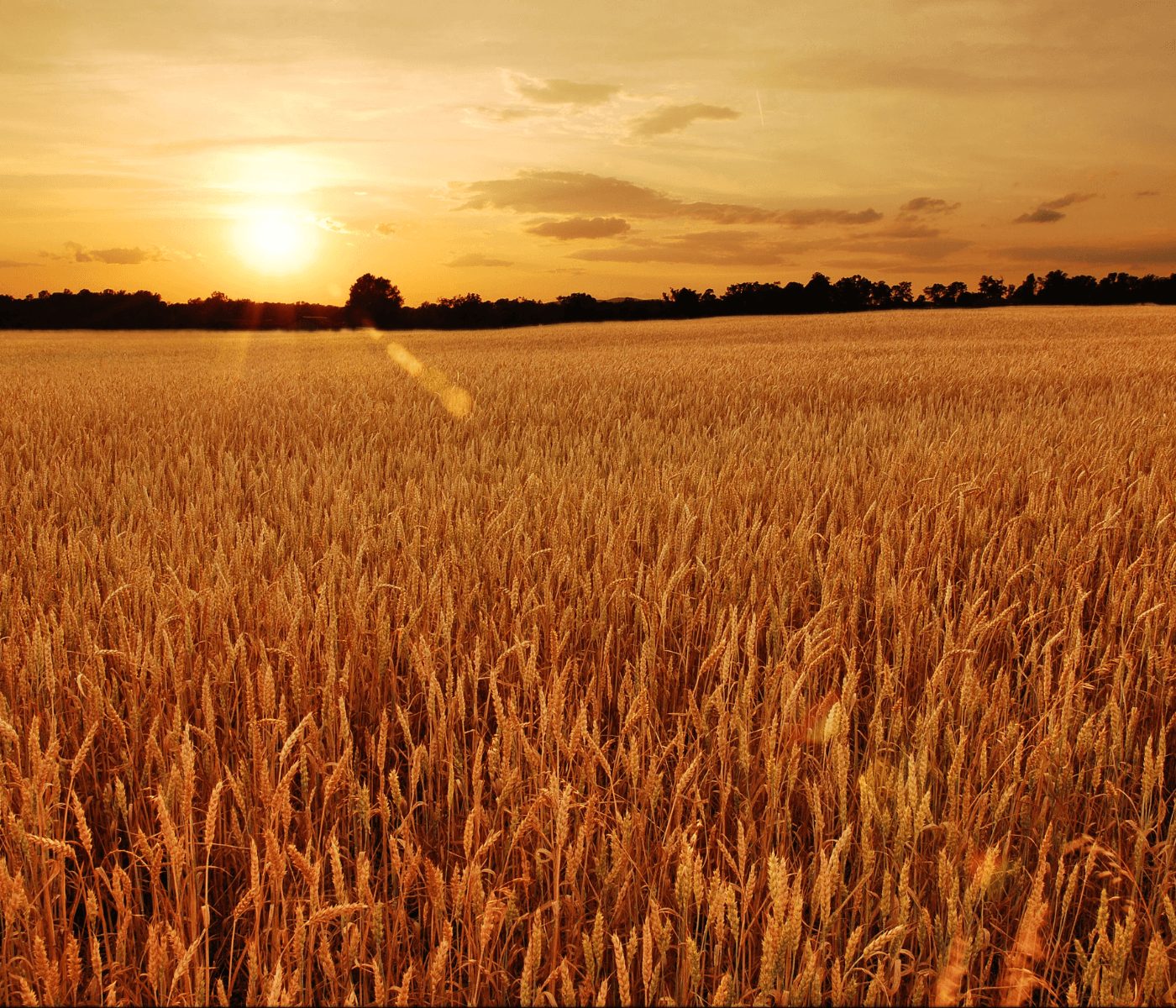 Costes de producción agrícola en Chile seguirán al alza