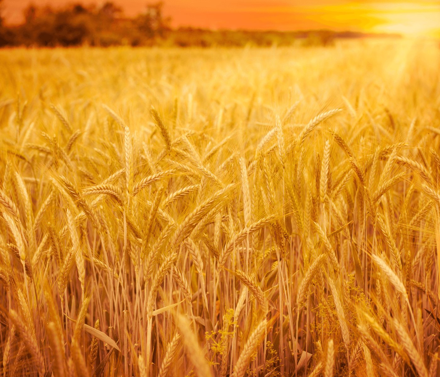 Microorganismos mejoran la resistencia del trigo a la sequía