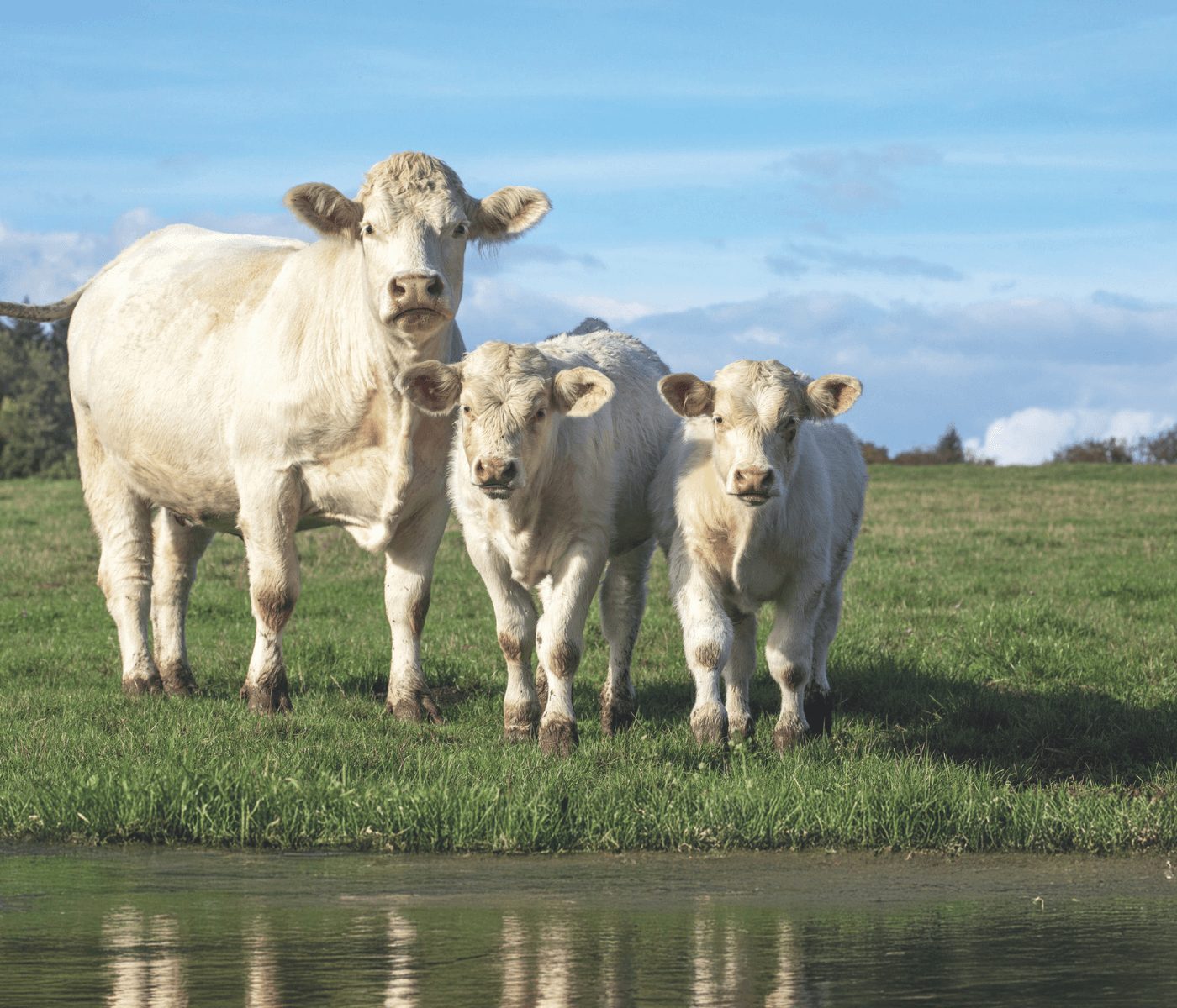 Aceites esenciales de cinamaldehído, eugenol y capsicum en bovino de cebo: impacto sobre el rendimiento productivo y el estado sanitario durante la adaptación