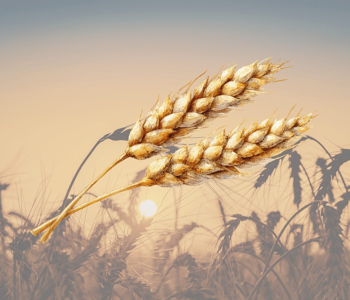 Cosecha récord de trigo en Argentina tensiona la rentabilidad