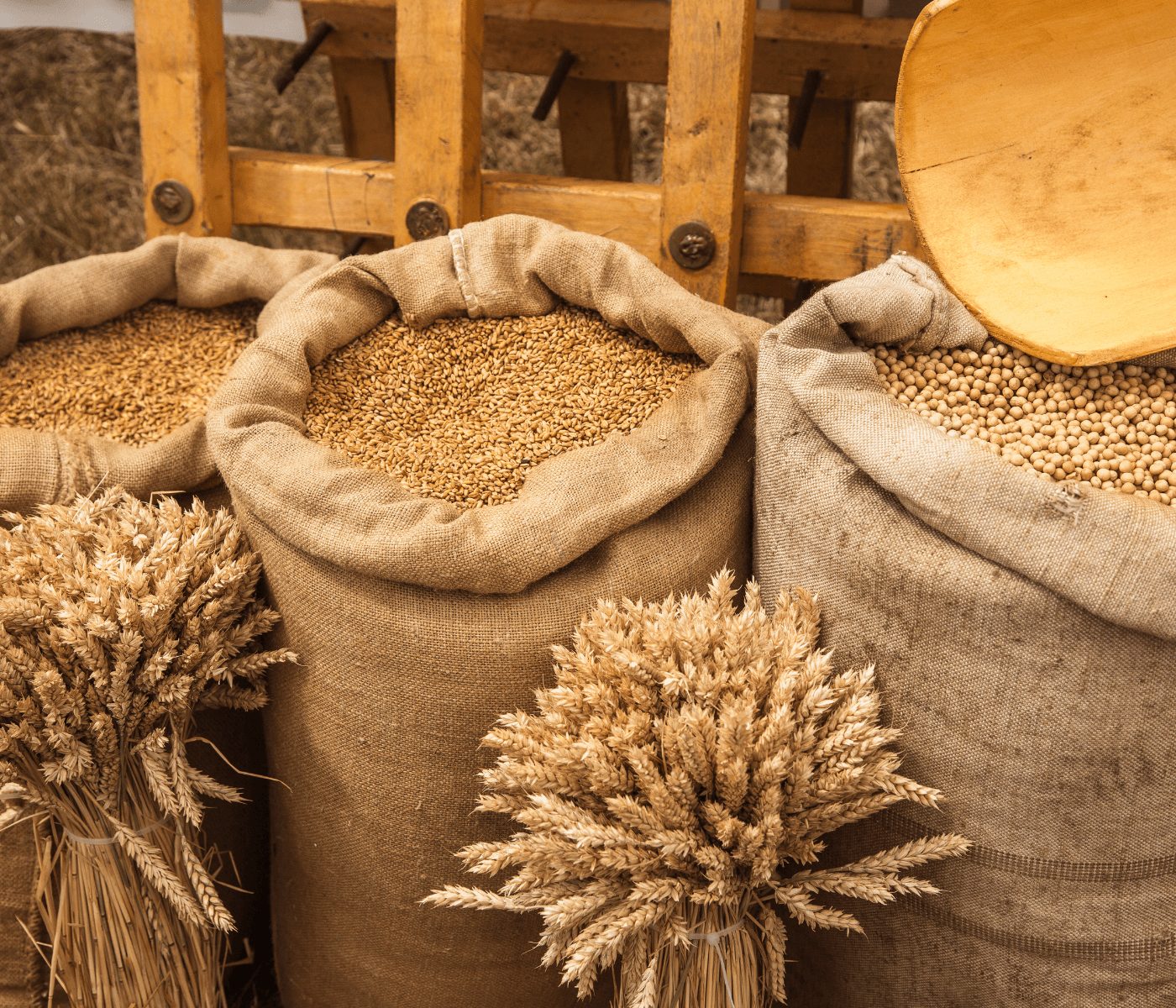 México sigue el alza de maíz, soya y trigo tras informe del USDA