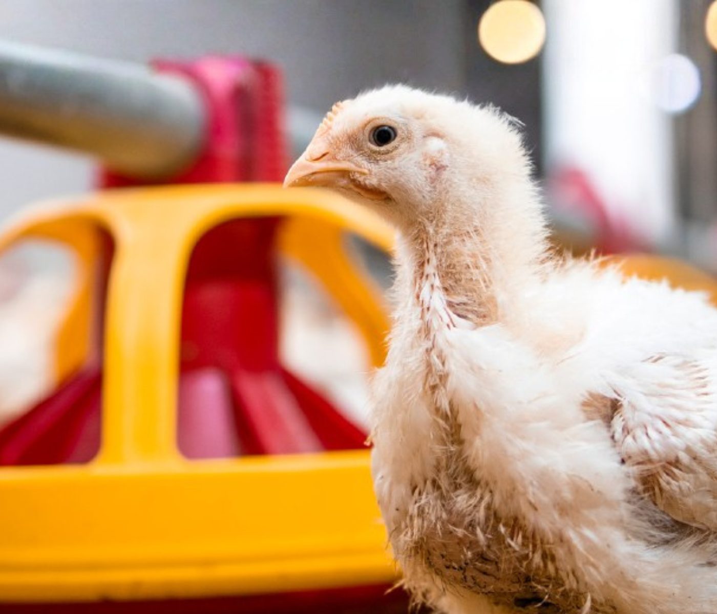 Efectos de la suplementación con LivoLiv sobre el rendimiento productivo y el perfil hepático en pollos de engorde