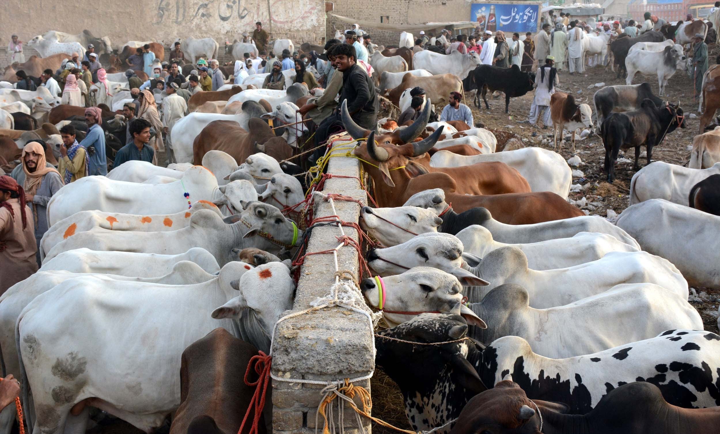 Punjab’s cattle markets are potential sources of climate finance