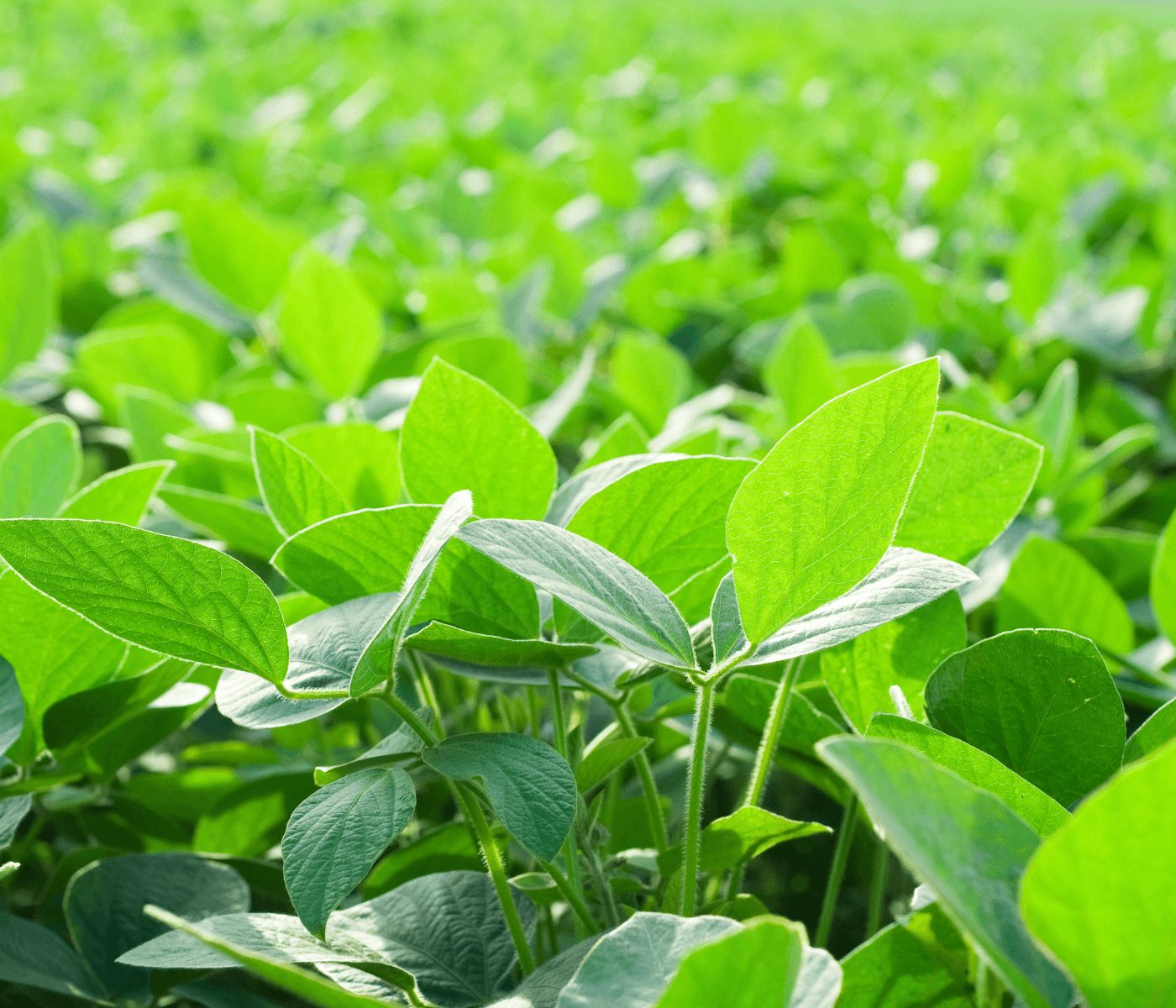 La soja argentina busca certificarse como activo ambiental