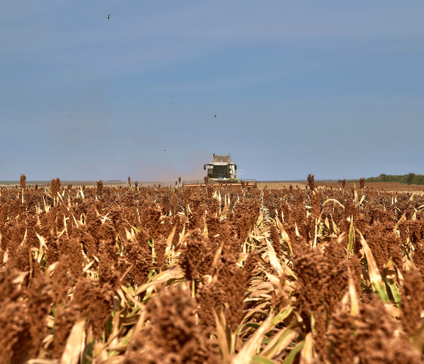 Sorgo: la cosecha en Argentina arranca con lluvias que condicionan rendimientos