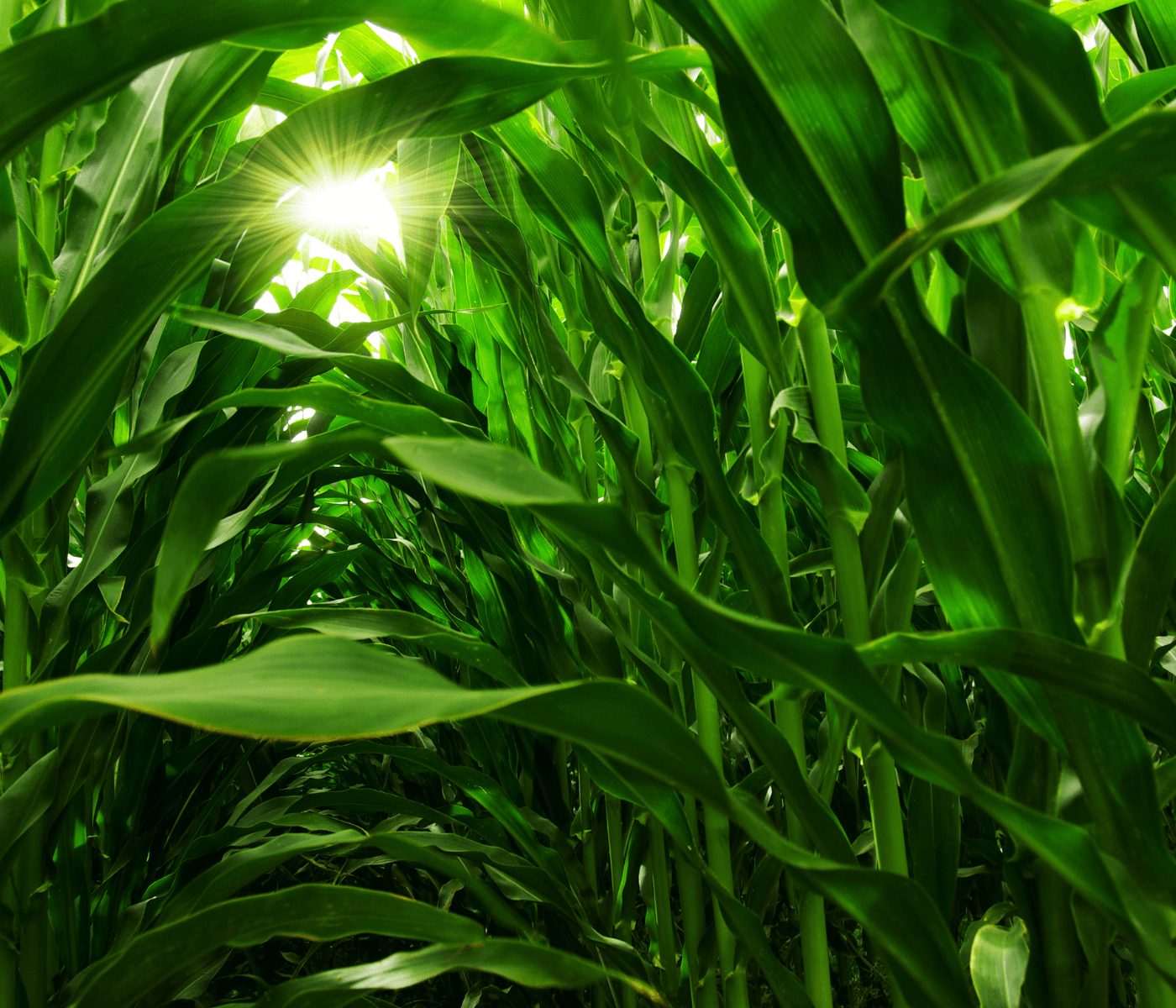 Leguminosas mejoran el nitrógeno en sistemas con maíz