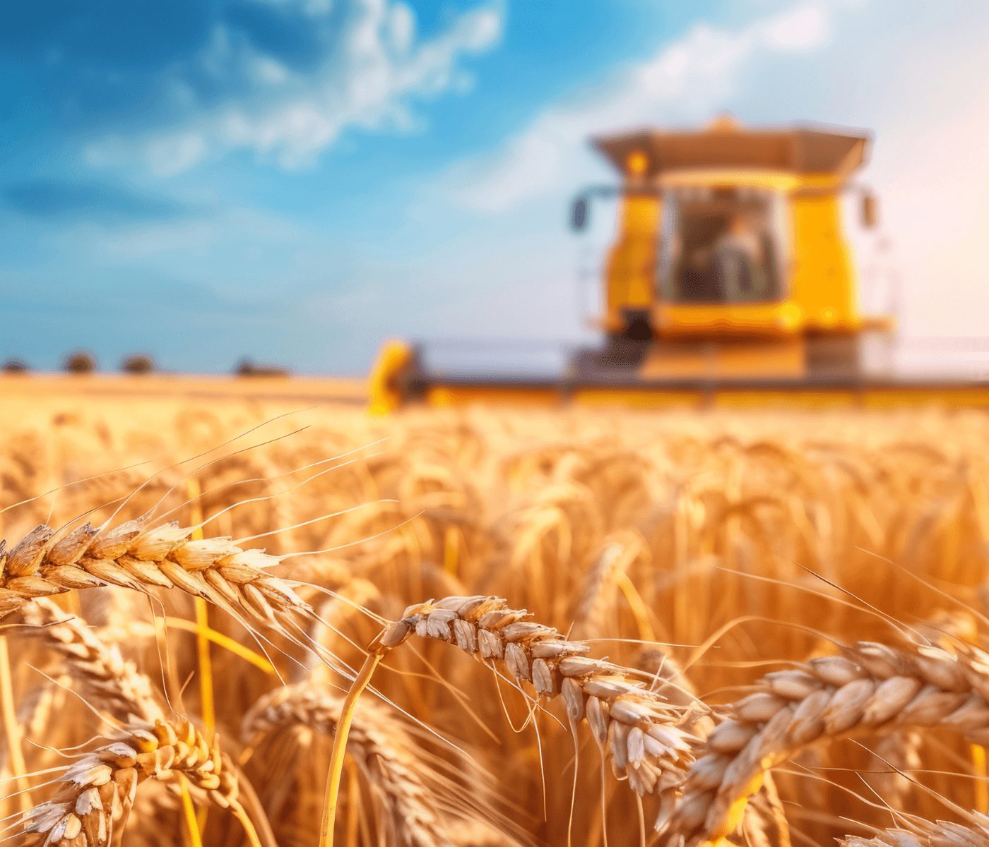 Genética y estrategia impulsan el trigo en la campaña 2026