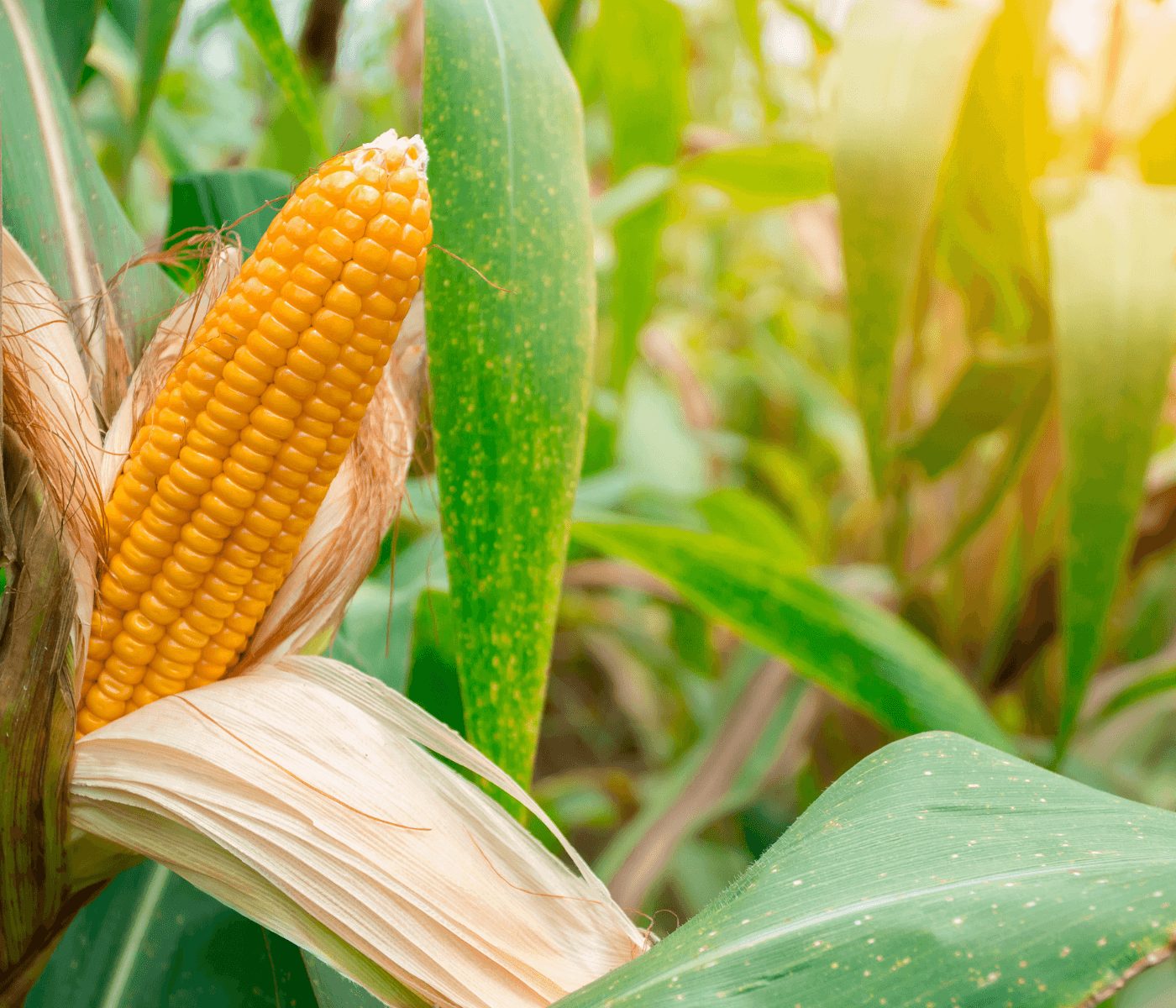 Déficit de semilla certificada limita producción de maíz en México