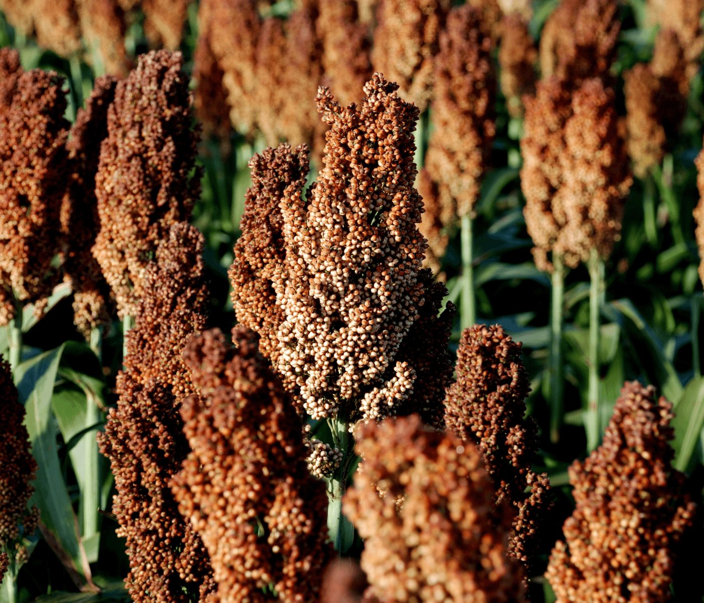 La cosecha de sorgo avanza con demoras, pero mantiene previsiones