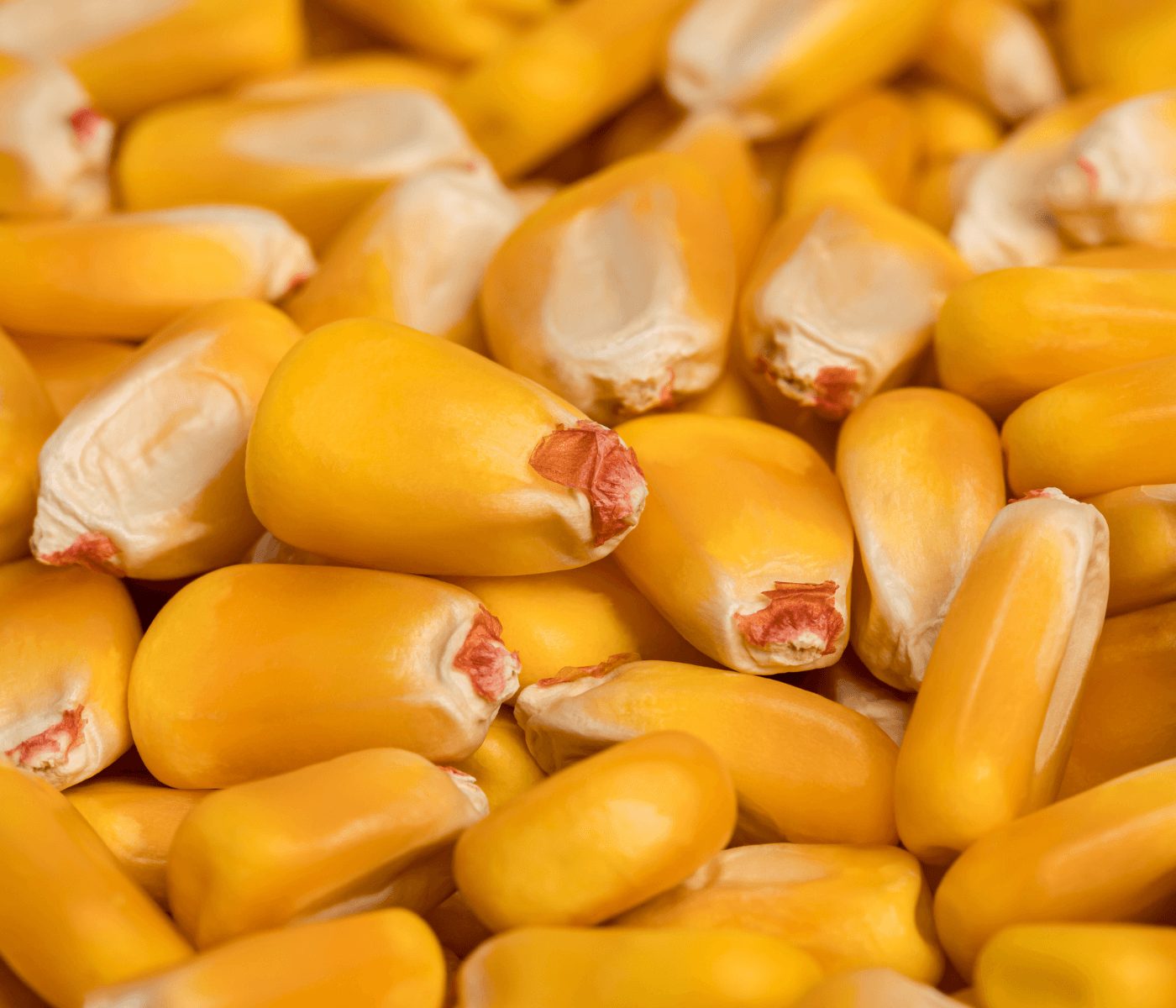 Importaciones de maíz en Colombia aumentan y generan presión sobre la producción local