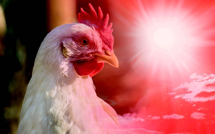 Nutritional tips to manage heat stress in poultry