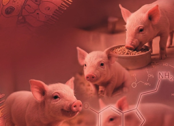 The Savory Signal: How Umami Drives Feed Intake in Piglets