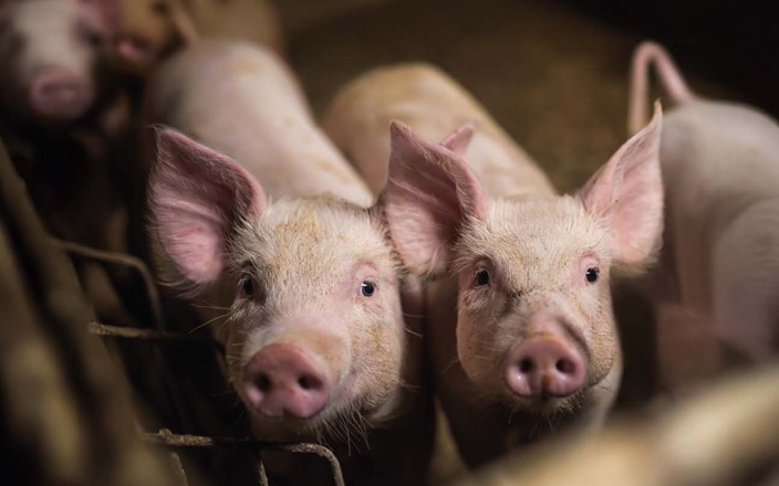 Swine Ileitis