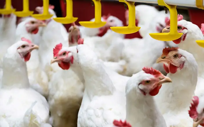LivoLiv supplementation improves liver health and broiler performance