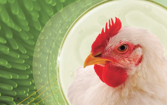 Effects of Nuxasan 500™ on Broiler Performance and Intestinal Health