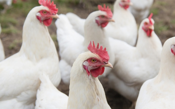 Reduction of FCR and mortality in broilers using Macleaya cordata extract