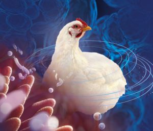 Enterococcus faecalis e Enterococcus cecorum na Avicultura