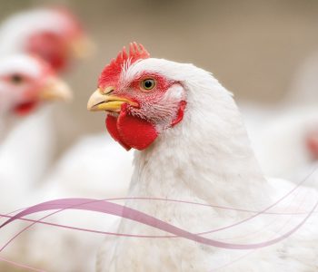 Xilanase melhora microbiota intestinal, reduz inflamação e aumenta desempenho produtivo em frangos de corte comerciais