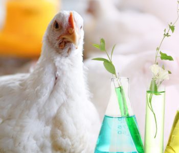 Ácidos orgânicos protegidos melhoram integridade intestinal, digestibilidade e desempenho de frangos sob desafio sanitário