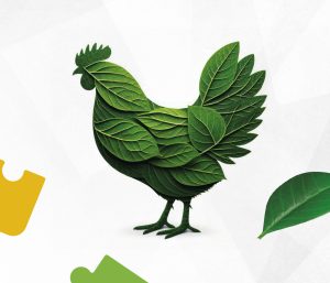 Solução poliherbal para a saúde intestinal sob desafio por coccidias