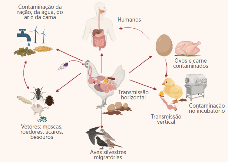 Figura 1: Um exemplo com Salmonella spp.: Uma visão geral das várias rotas de transmissão. Criado com BioRender.com