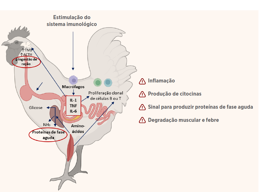 Figura 3: Cascata inflamatória em frangos: a invasão do patógeno ativa células imunes (macrófagos), desencadeando a liberação de citocinas (IL-1, TNF, IL-6). Esses sinais estimulam o fígado a produzir proteínas de fase aguda, enquanto os efeitos sistêmicos incluem a degradação das proteínas musculares para suprimento de aminoácidos e a indução de febre por regulação hipotálmica. Adaptado de Klein (2020); Dridi e Scanes (2022); Schothorst Feed Research (2024). Criado com BioRender.com