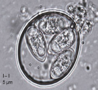 Figura 4: Oocisto esporulado de Eimeria tenella (You M, 2024)