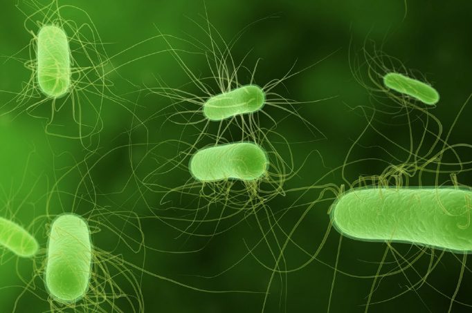 Figura 5: E. coli patogênica aviária (APEC)