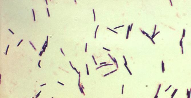 Figura 6: Clostridium perfringens