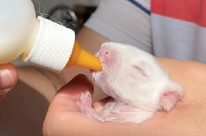 Figura 7.Filhote de coelho sendo amamentado artificialmente com mamadeira para cães e gatos (Arquivo próprio).