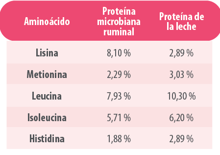 proteína microbiana en rumiantes